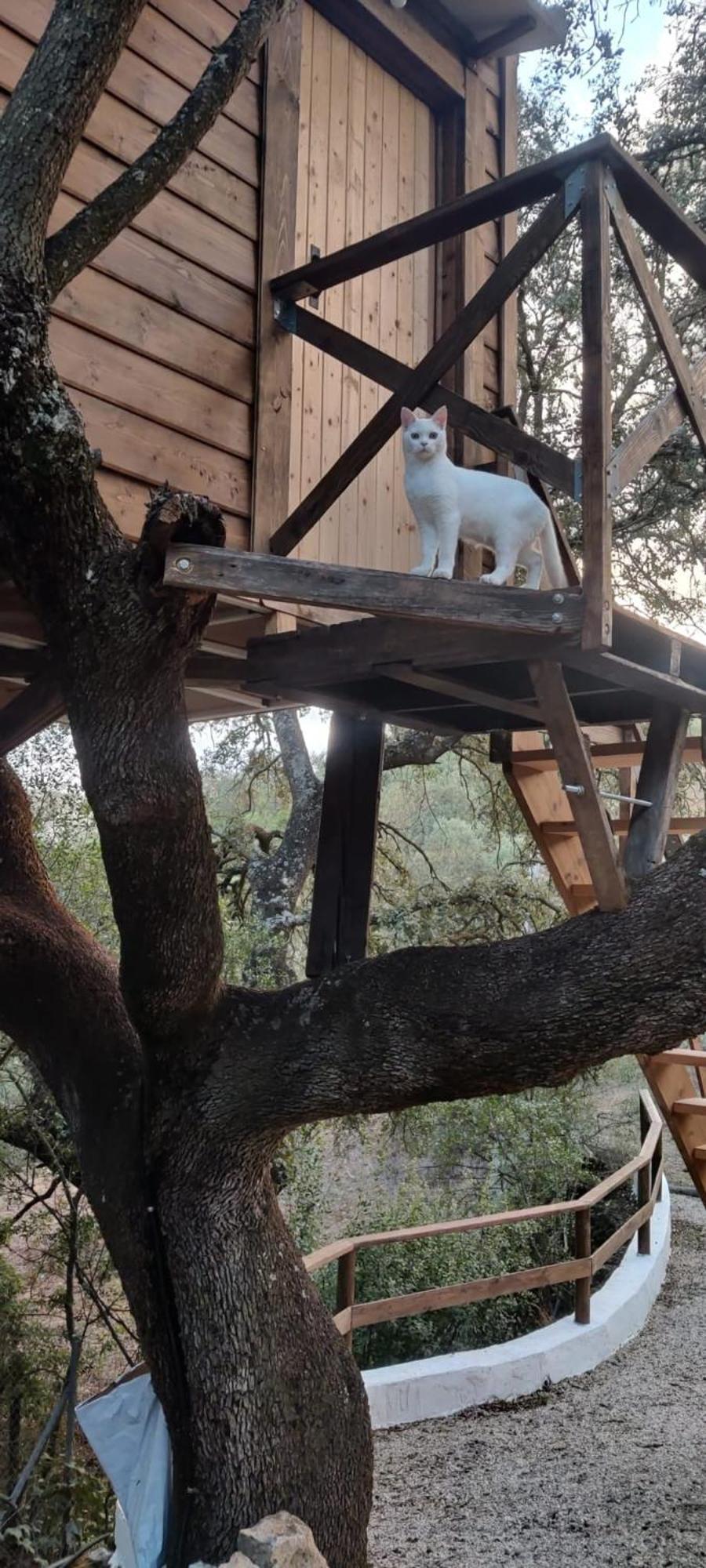 Cabana Del Arbol Lavagarural Villanueva del Rosario Kültér fotó